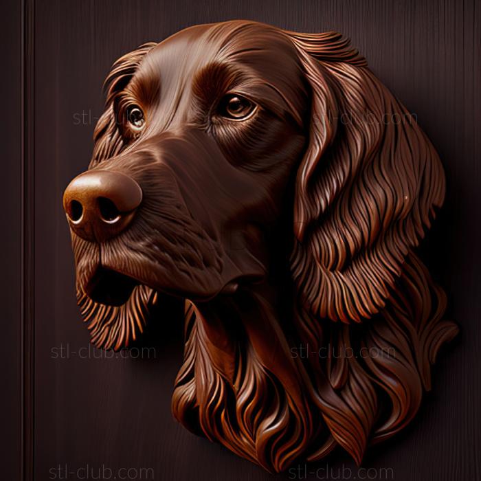 st Field Spaniel dog